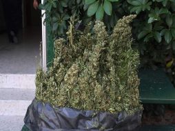 Droga asegurada por elementos de la policía de Zapopan. ESPECIAL  /