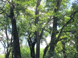 Nogal. Este árbol embellece el panorama y otorga a la zona un ambiente fresco inigualable.  /