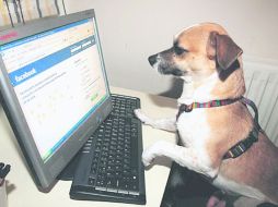 Famosas. Según un estudio, una de cada 10 mascotas tiene un perfil en Facebook o Twitter; o un video en YouTube. ESPECIAL  /