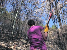 Zapopan, Tlajomulco, Tala y El Arenal deben participar con aportación de recursos, en la administración y operación del bosque. ARCHIVO  /