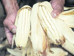 En descenso.- La cosecha no superará los cinco millones de toneladas de maíz. EFE  /