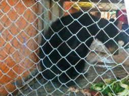 El director de Protección Civil podría enfrentar cargos por omisión. ARCHIVO  /