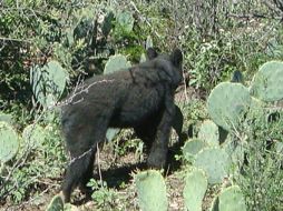 Aseguran que en el caso se aplicará el peso de la ley. ARCHIVO  /