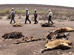 Se han invertido tres mil 398 millones de pesos para atender los problemas de la sequía. ARCHIVO  /