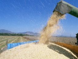 El Mexder anunció la operación de contratos de maíz amarillo con un precio de 3,885 pesos por tonelada. ARCHIVO  /