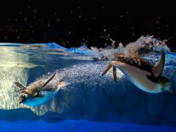 Mantendrán dos bases de investigación permanentes y tres veraniegas. ARCHIVO  /