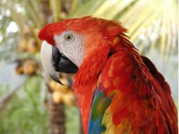 Esta ave, de gran tamaño, con su vistoso plumaje rojo, amarillo y azul, se encuentra también en bosques húmedos. ARCHIVO  /