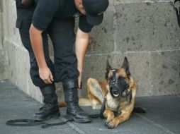 Los integrantes del grupo de táctica canina cuentan con capacitación en el manejo de los perros. ARCHIVO  /