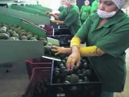 Selección. Trabajadores de una empacadora escogen los aguacates de acuerdo a su tamaño para clasificarlos.  /