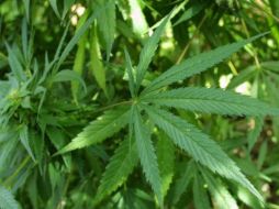 Los estados de Washington y Colorado se convirtieron el martes en los primeros en legalizar el uso  de la droga. ARCHIVO  /