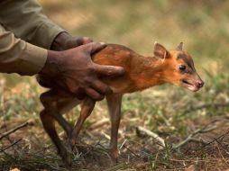 Los jóvenes, según la agencia oficial IRNA separaron al cervatillo de su madre. EFE  /