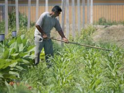La agricultura, ganadería y pesca, están entre los principales rubros que generan nuevas fuentes de trabajo en la Entidad. ARCHIVO  /