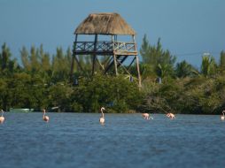 Los manglares yucatecos también están en peligro. NOTIMEX  /