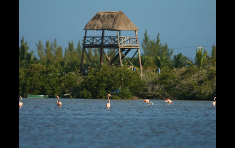 Los manglares yucatecos también están en peligro. NOTIMEX  /