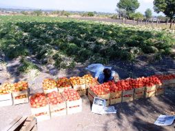 Advierten a productores sobre la importancia de subir las medidas de bioseguridad en los alimentos. ARCHIVO  /