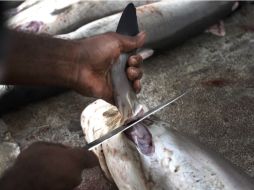 Oficialmente desde 2003 se había prohibido este tipo de pesca furtiva. AP  /