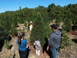 Según Conafor, en los últimos 10 años se han plantado 11 mil hectáreas de varias especies de árboles navideños. ARCHIVO  /