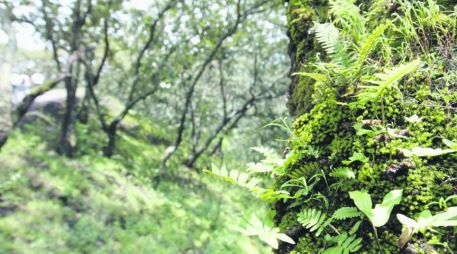 Área protegida. Reserva de Manantlán, donde habitan diversas especies como el jaguar.  /