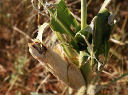 La peor sequía en más de 50 años que se presentó en las regiones productoras de maíz de EU, impulsó los precios globales. ARCHIVO  /