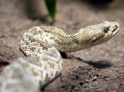 El avión aterrizó en Hurgada, donde la víctima fue ingresada al hospital y el reptil confiscado por las autoridades. ARCHIVO  /