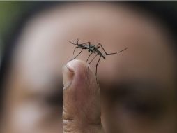 Autoridades seeñalan que los genes modificados desaparecerán del entorno una vez que los mosquitos transgénicos mueran. ARCHIVO  /