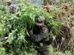 Un soldado mexicano carga mariguana de un sembradío. ARCHIVO  /