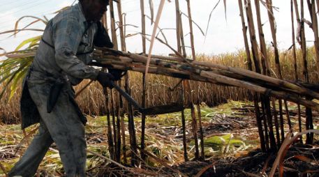 La plantación de caña se tiene en 12 estados del país. ARCHIVO  /