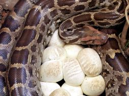 La población de pitones birmanas representa un peligro para el hábitat de los pántanos por su capacidad reproductora. ARCHIVO  /