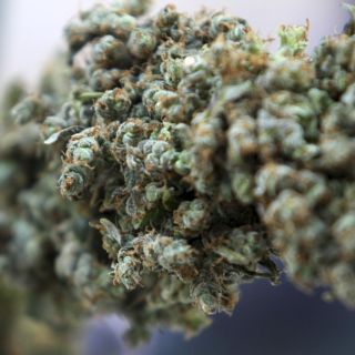 El cannabis no alivia el dolor, pero lo hace tolerable