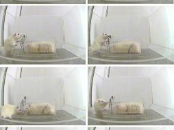 La técnica ha dado magníficos resultados en ratas de laboratorio. ARCHIVO  /