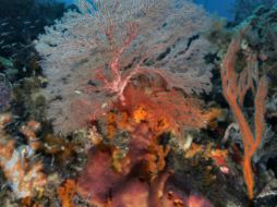 Los arrecifes de coral son ecosistemas comparables a las selvas en los continentes. CONACYT  /