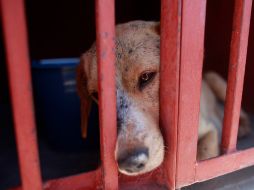 Son 36 perros los capturados por autoridades con relación al ataque de una jauría. AP /