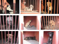 Policías han capturado perros como parte de las investigaciones de muertes por una jauría. ARCHIVO /