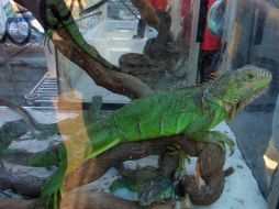 El vendedor de animales busca espacios en los tianguis cercanos, en los que, asegura, también tiene permiso  para instalarse. ARCHIVO /