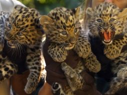 Se calcula que apenas quedan alrededor de 50 animales de esta especie. ARCHIVO /