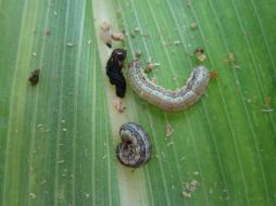 Este trabajo de investigación presentó una efectividad biológica de 92% sobre los insectos plaga. CONACYT  /