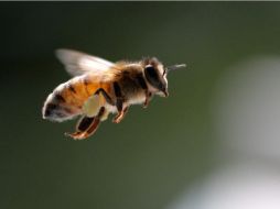 Las víctimas tuvieron que ser hospitalizadas en un nosocomio del IMSS, debido a la gravedad de las picaduras. SUN /