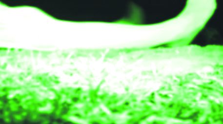 The Poughkeepsie tapes, narra la historia de cómo la policía encuentra una gran cantidad de cintas caseras conocidas como snuff.  /