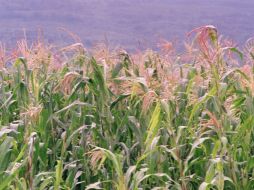 Dentro del financiamiento las acciones concretadas suponen la habilitación de cultivos tradicionales, como maíz, caña y ganado. ARCHIVO /