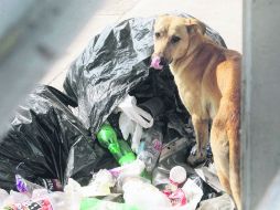 El problema de los animales sueltos en la calle plantea un riesgo de salud pública porque pueden transmitir parásitos al humano. EL INFORMADOR /