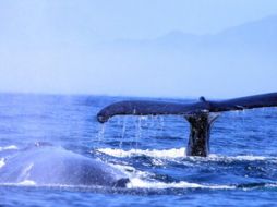 La ballena azul es el animal de mayor tamaño que ha habitado la tierra. ARCHIVO /