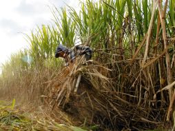 En el país hay 720 mil hectáreas de caña. ARCHIVO /