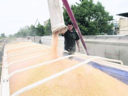 En abril. La cosecha de maíz determinará los cambios en el mercado. EL INFORMADOR /