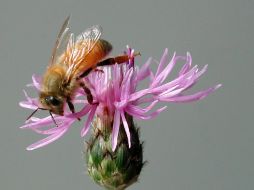 La defensa de las abejas es tema preocupante para la agricultura europea. EFE /