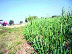 Cebada. Productores de Jalisco formarán una sociedad anónima. EE  /
