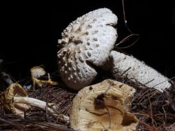 Las esporas de los hongo son utilizadas en el campo para controlar enfermedades de plantas ocasionadas por hongos. ARCHIVO /