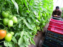 Agricultores de Sinaloa, principal estado productor y exportador del país, consideraron positivo el acuerdo. REUTERS /