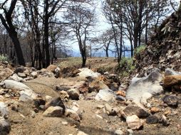 Casi 19 mil hectáreas del bosque pertenecen a Zapopan y éste fue el único municipio que cooperó el año pasado. ARCHIVO /