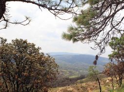 Además se ha etiquetado una partida de 15 MDP, cuando regularmente La Primavera ha recibido en promedio siete. ARCHIVO /