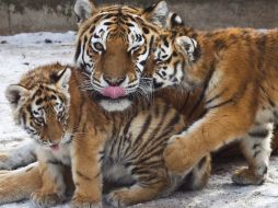 El objetivo de los nepaleses es duplicar su población de tigres en una década. ARCHIVO /